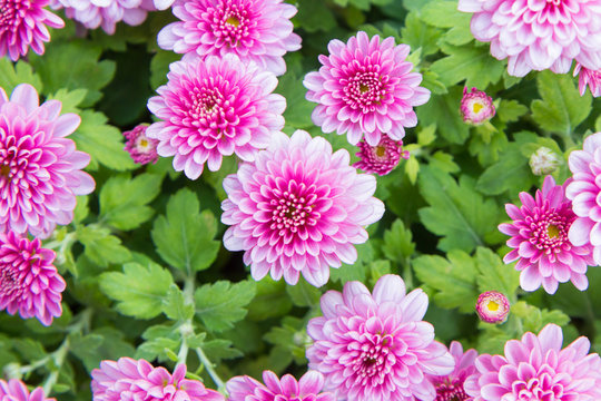 Beautiful pink dahlia for background