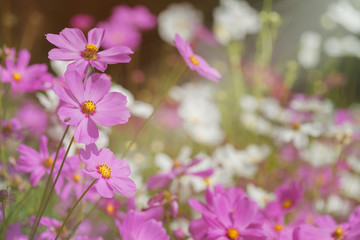 Soft focus on pink cosmos in the garden. Filtered background
