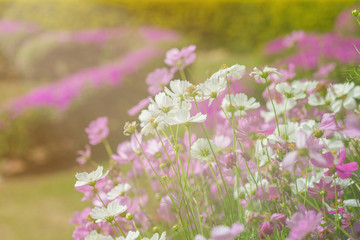 Obraz premium Pink cosmos in the garden. Filtered background