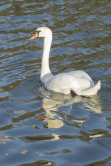 Cygne sur un lac