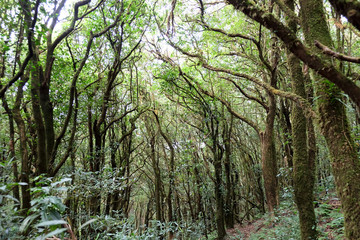 The forests are abundant, Many kinds of trees in Kew Mae Pan Nature Trail, Doi Inthanon National Park, the highest point in Thailand