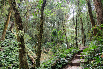 The forests are abundant, Many kinds of trees in Kew Mae Pan Nature Trail, Doi Inthanon National Park, the highest point in Thailand