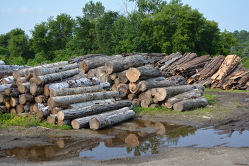 Pile of Logs