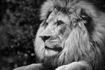  Sterk contrast zwart-wit van een mannelijke leeuw in een koninklijke pose © David Carillet