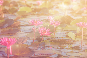 Pink water lily or lotus.