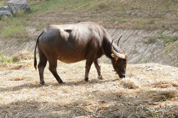Fototapeta premium cow eating straw in farmland