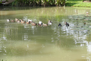 duck swimming in the pond