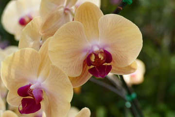 blooming purple orange orchid flower