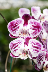 blooming purple orchid flower