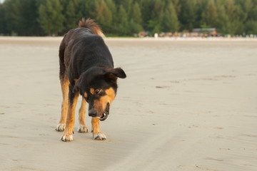 Stray dogs on beach