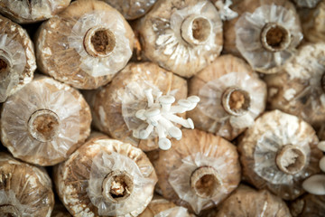 mushrooms growing In a farm