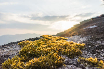 Moss tree on rock with sunset background