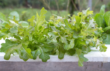 Hydroponics vegetables