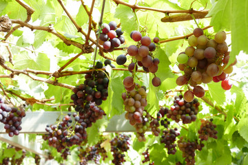 grape fruit in farmland