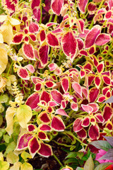 Red coleus 

