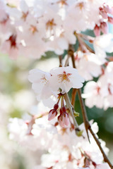 Obraz premium Cherry blossoms 