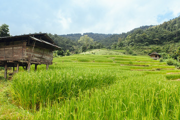 Old Cottage and green terraced rice field in Chiang Mai, Thailan