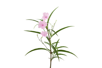 Fototapeta na wymiar Pink flower and small tree on white background,with clipping pat