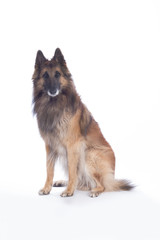 Dog, Belgian Shepherd Tervuren, isolated
