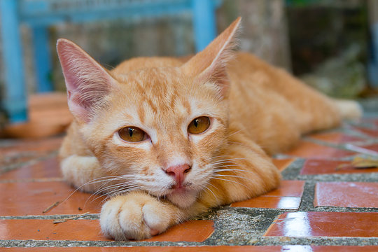 Orange Tabby Cat