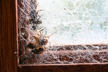 A spider and four flies caught in dense spider webs in window frame.