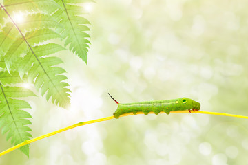 Fototapeta premium Green worm on plant stick on nature background ,with clipping