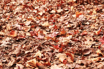 autumn leaves