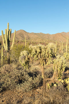 Saguaro National Park