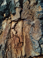 кора дерева  © Valentina A