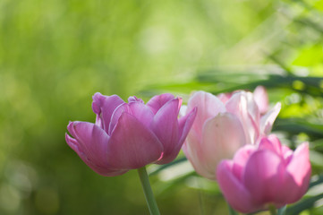 Obraz na płótnie Canvas tulipani colorati