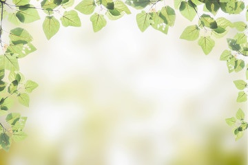 Green leaves isolated on green nature background