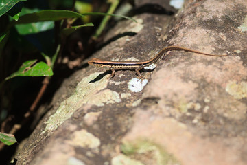 Skink resting on rock