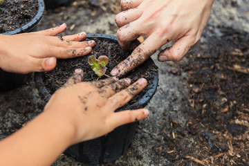Mother and daughter planting young seedlings of Red Oak salad