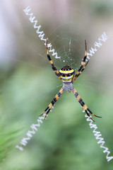 Close up of multi-coloured Argiope Spider