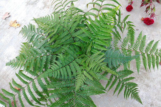 Collected Leaf fern of close-up