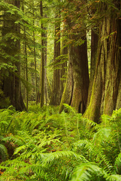 Lush rainforest in Cathedral Grove, Vancouver Island, Canada