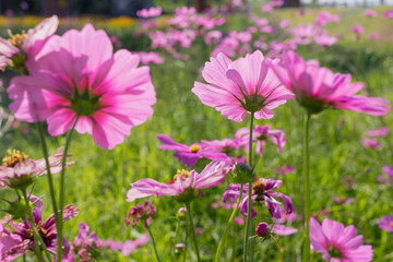 Prairie in bloom