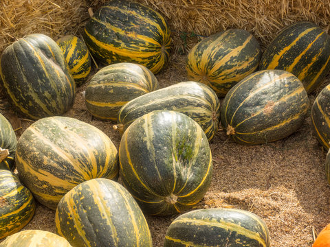 Stripetti Squash