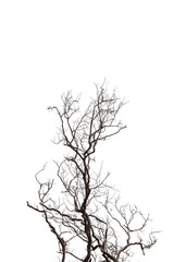 Fototapeta na wymiar Dead Tree isolated on white background.