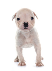 puppy american bulldog