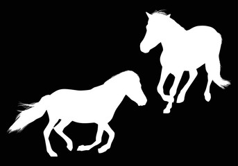 two black running horses isolated on black