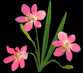 group of wild pink flowers with tree blooms on black