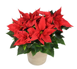 poinsettia plant