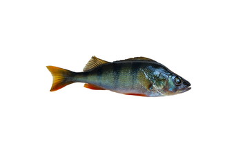 Perch fish isolated on a white background