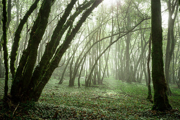 Obraz premium sous-bois dans la brume, au centre arbustes penchés