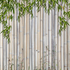  bamboo Background ,and frame of bamboo-leaves background.
