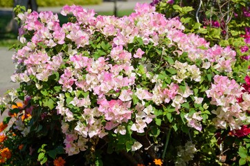 Fototapeta na wymiar pink Bougainvillea flower in nature garden