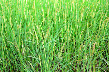 Nature rice background texture