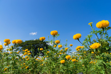 Prairie in bloom