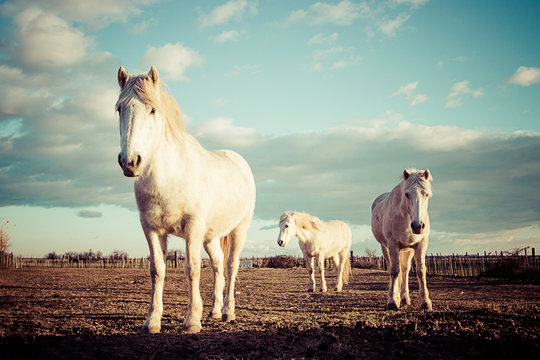 trois chevaux blancs camarguais vintage